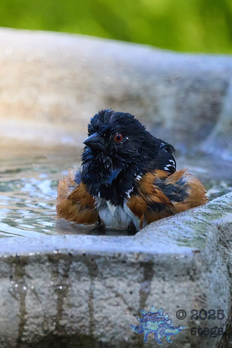 Spotted Towhee