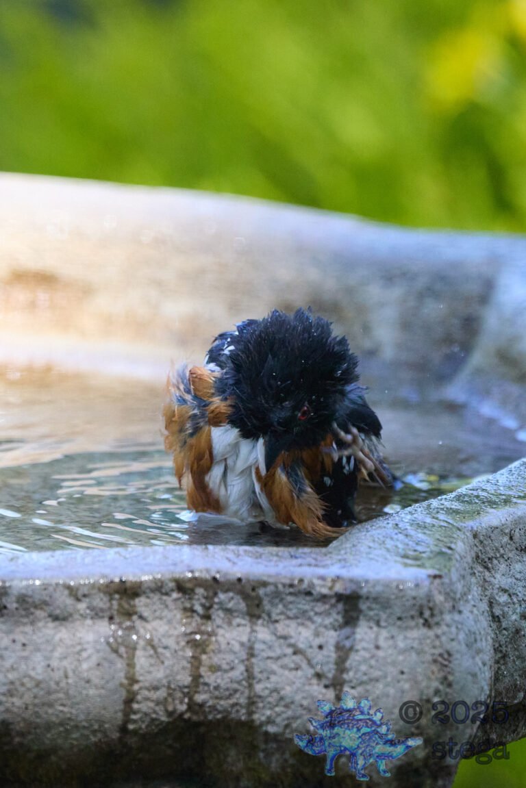 Spotted Towhee