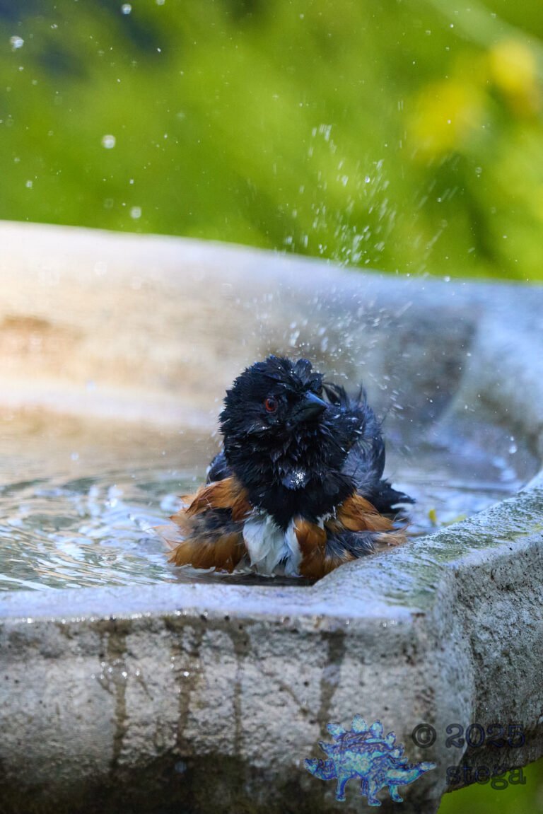 Spotted Towhee