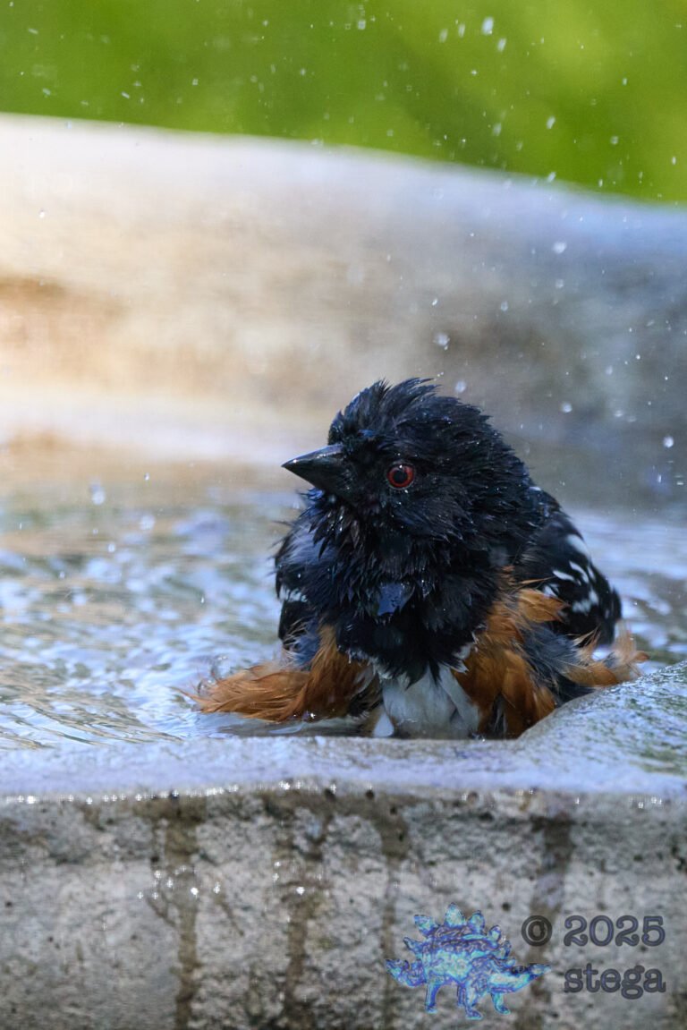 Spotted Towhee