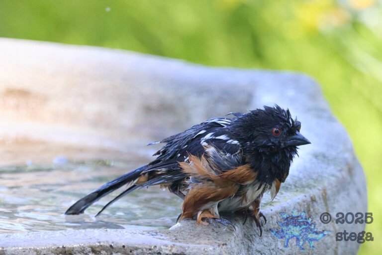 Spotted Towhee