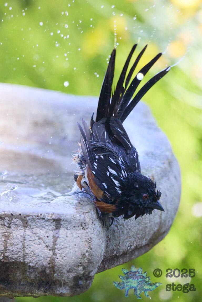 Spotted Towhee
