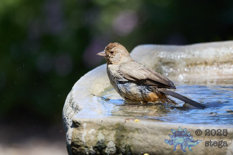 California Towhee