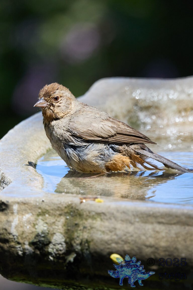 California Towhee
