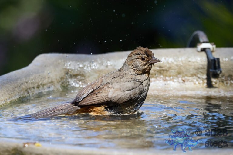 California Towhee