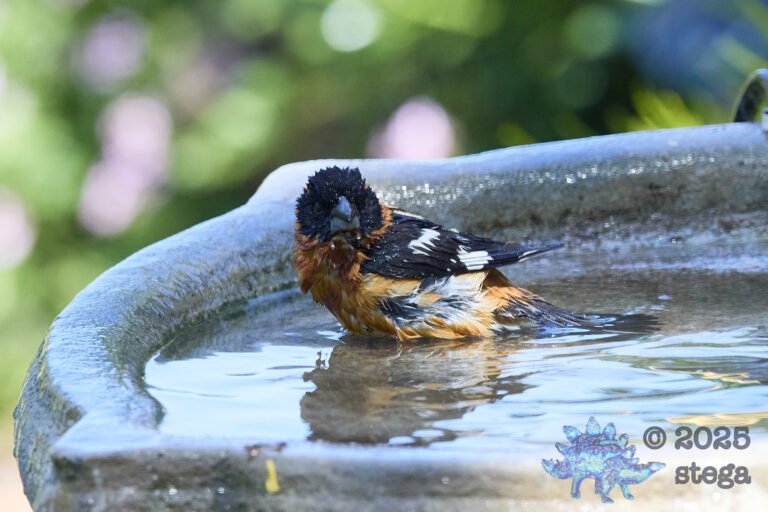 Black-headed Grosbeak