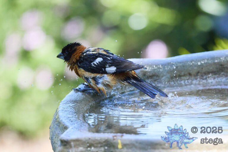 Black-headed Grosbeak