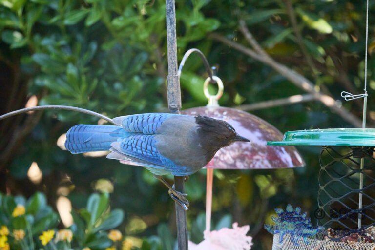 Steller’s Jay