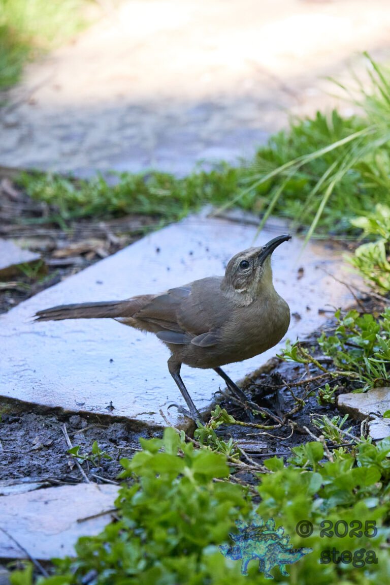 California Thrasher
