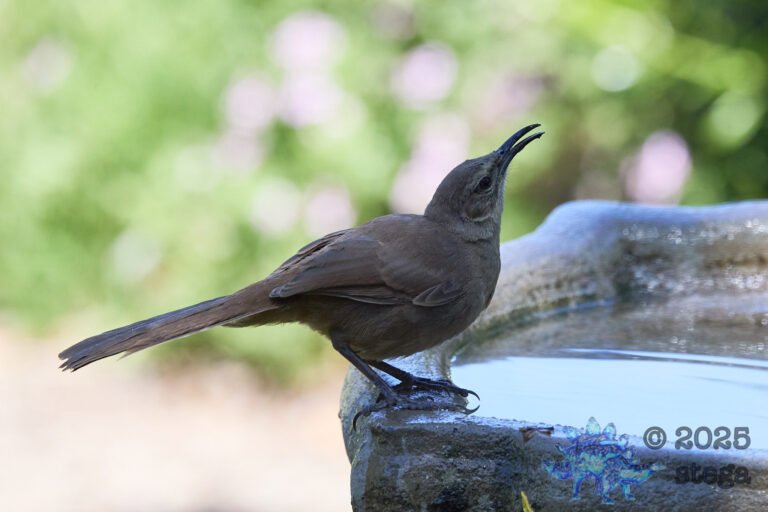California Thrasher