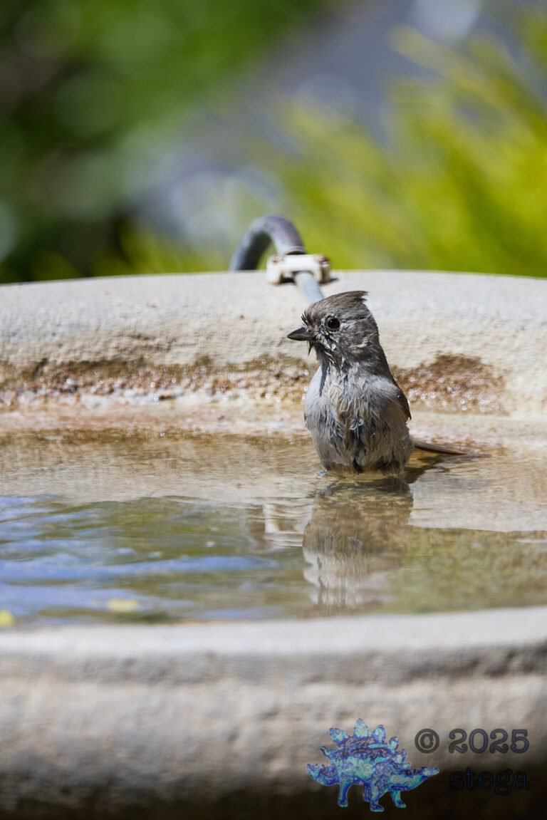 Oak Titmouse