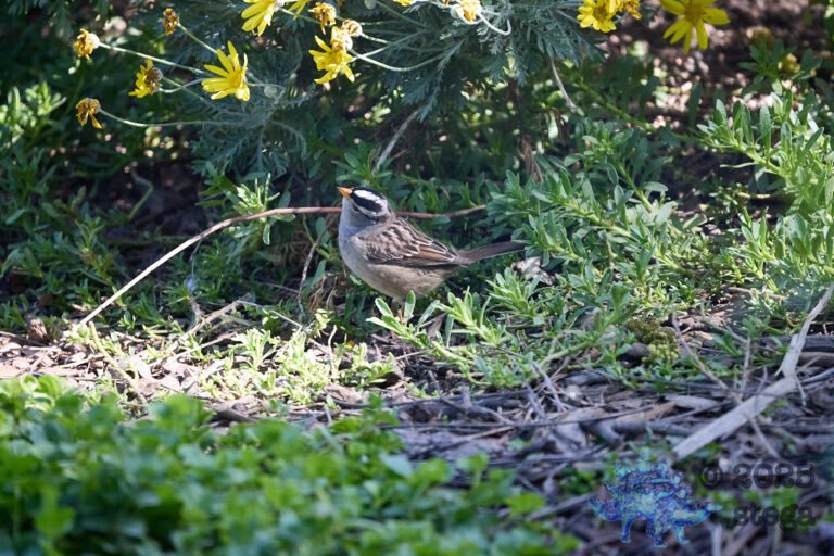 White-Crowned Sparrow