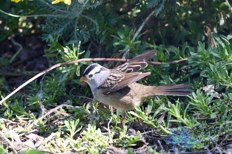 White-Crowned Sparrow