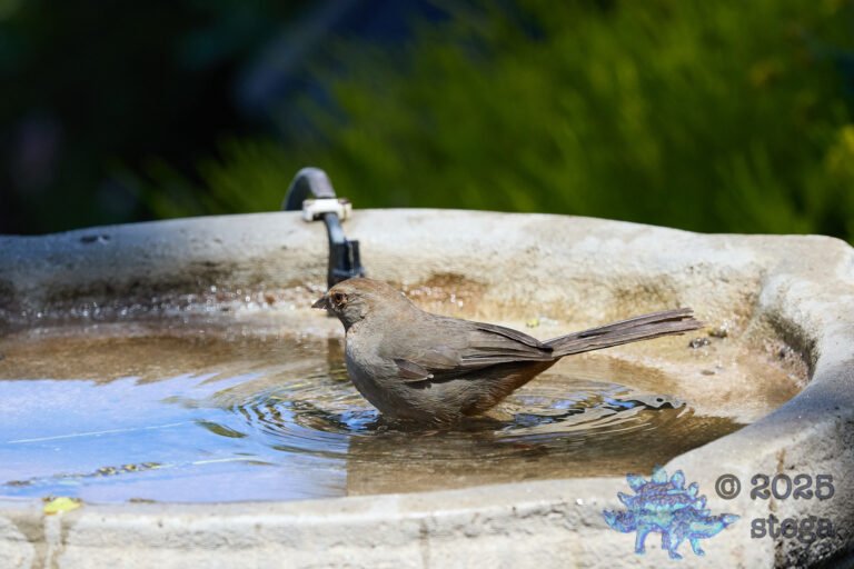 California Towhee