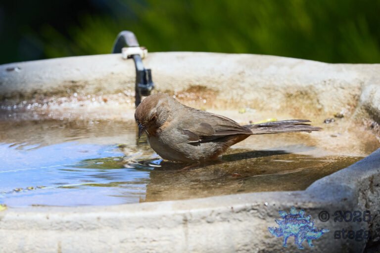 California Towhee