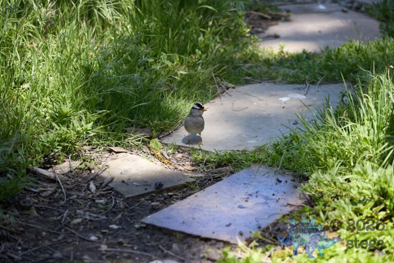 White-Crowned Sparrow