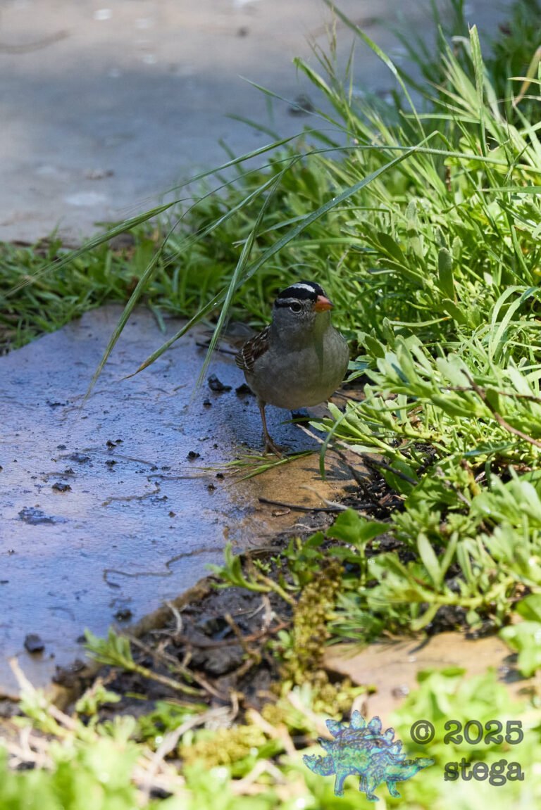 White-Crowned Sparrow