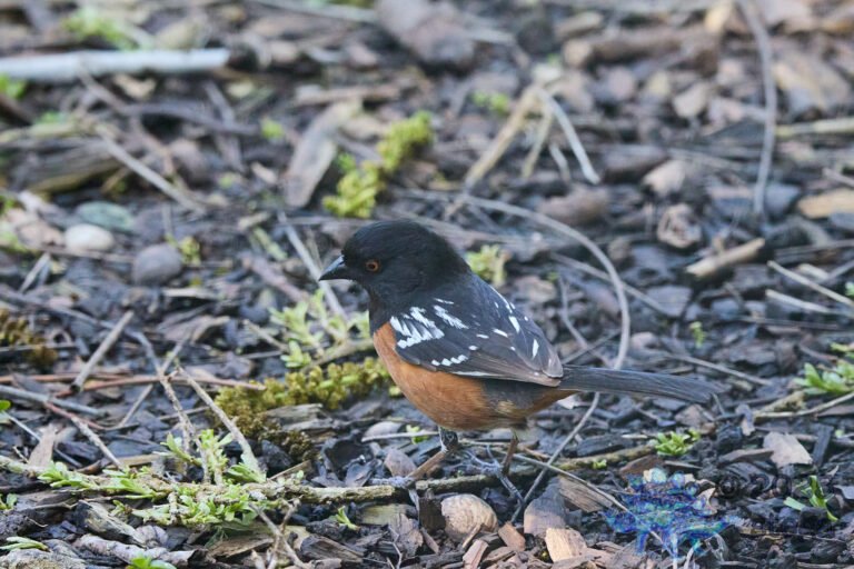 Spotted Towhee