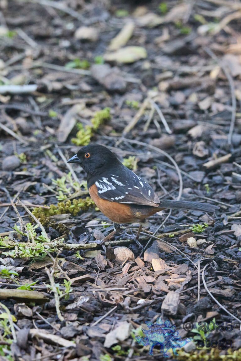 Spotted Towhee