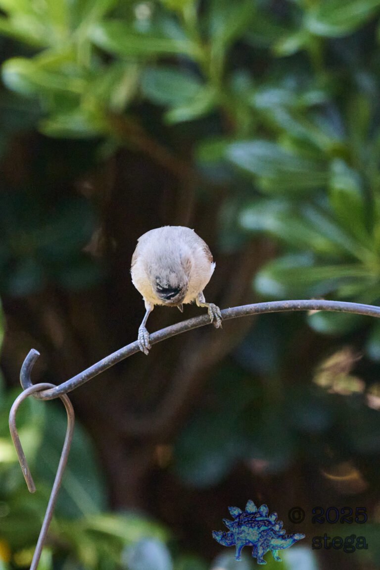 Oak Titmouse