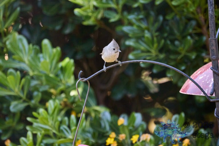 Oak Titmouse