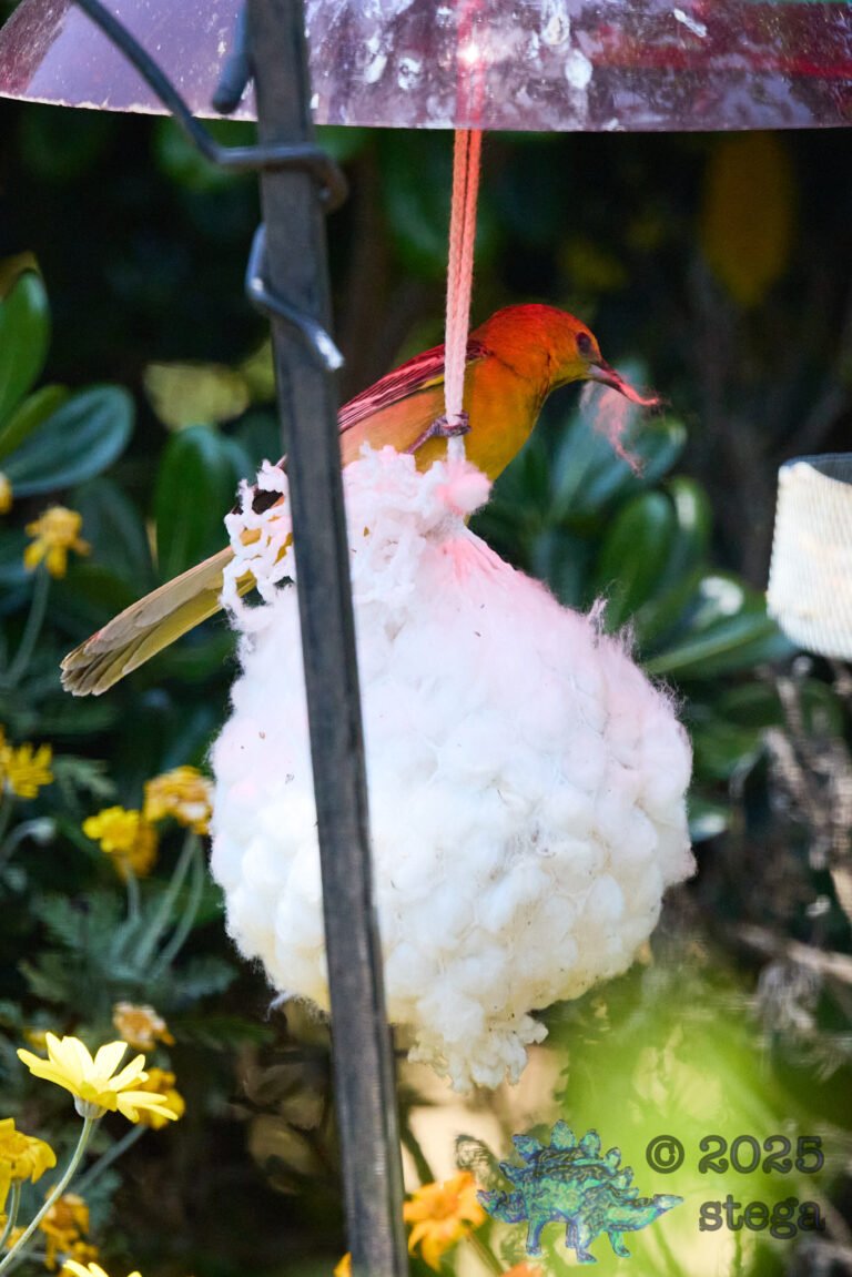 Hooded Oriole