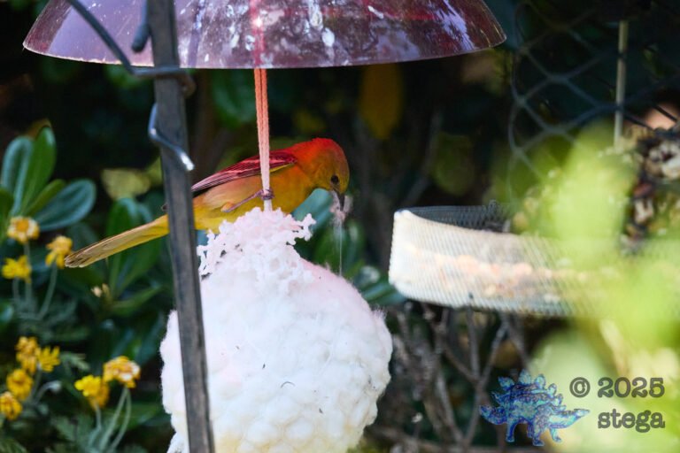 Hooded Oriole