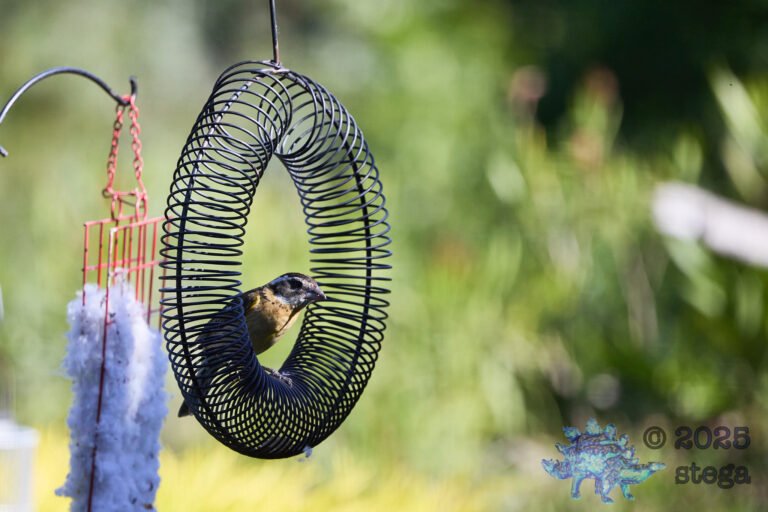 Black-headed Grosbeak