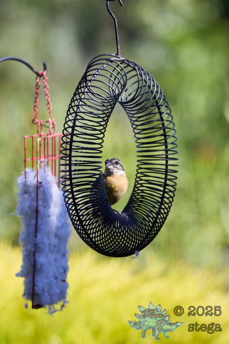 Black-headed Grosbeak