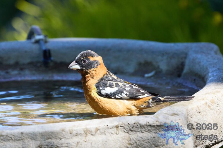 Black-headed Grosbeak