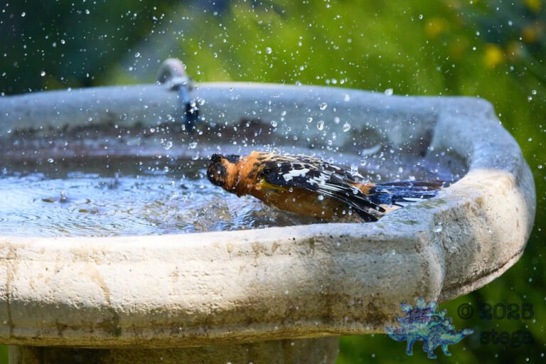 Black-headed Grosbeak