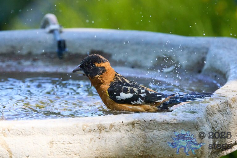 Black-headed Grosbeak