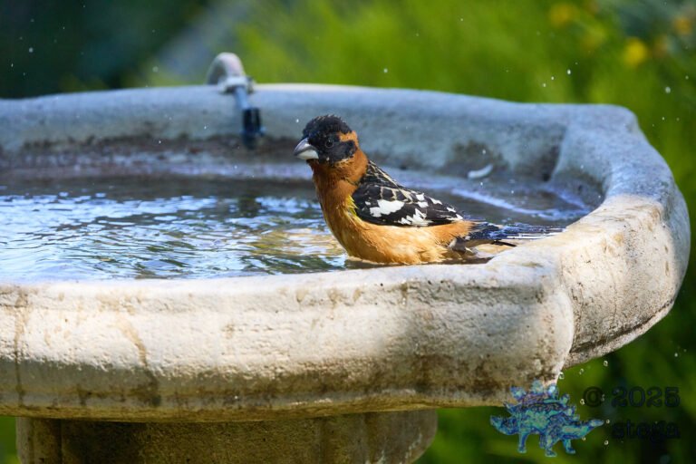 Black-headed Grosbeak