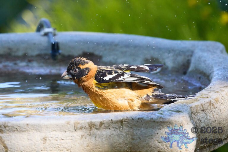 Black-headed Grosbeak