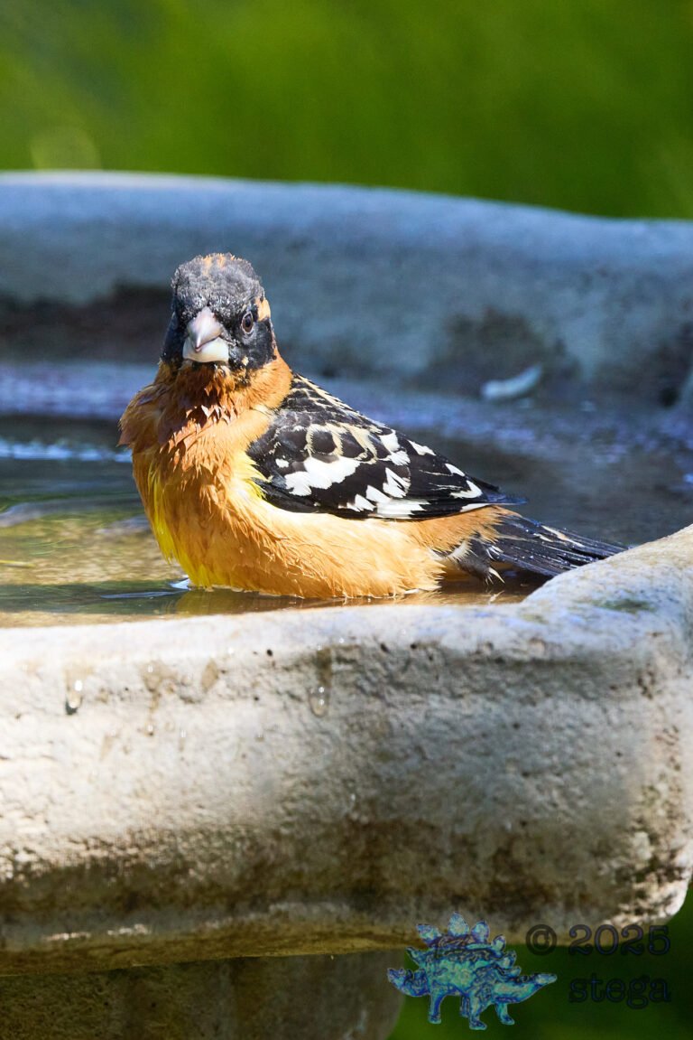 Black-headed Grosbeak
