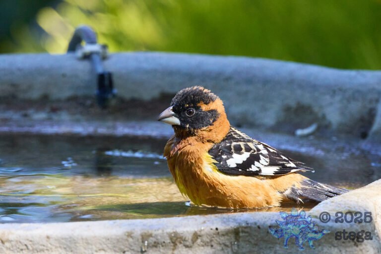 Black-headed Grosbeak