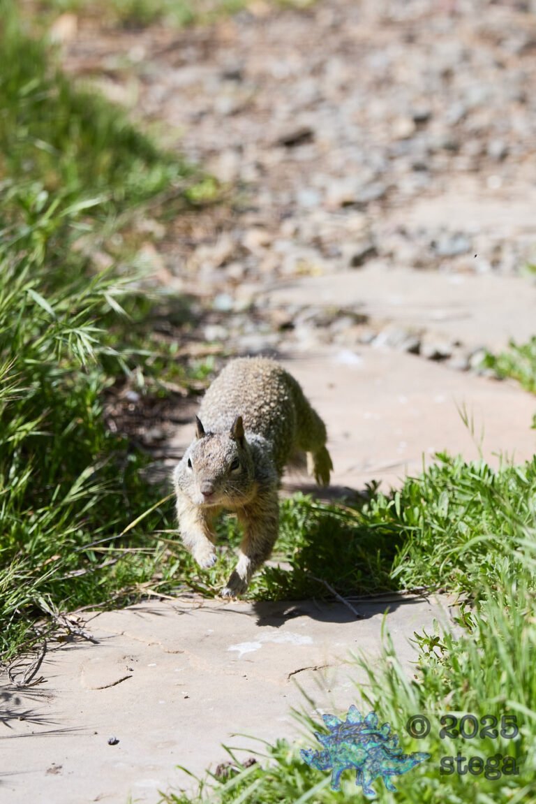 Ground Squirrel