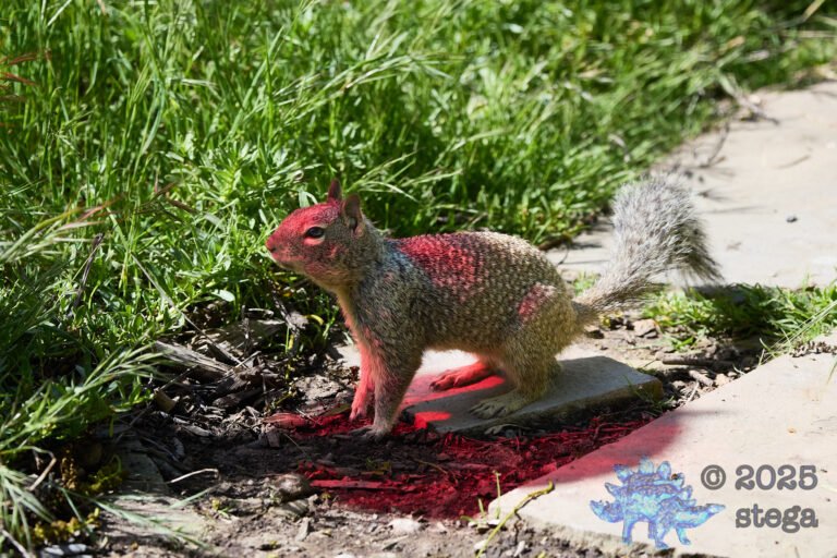 Ground Squirrel