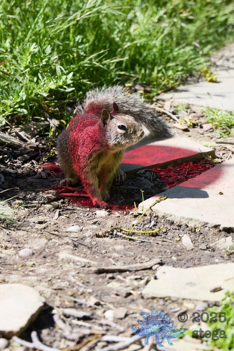 Ground Squirrel