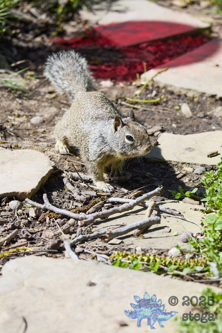 Ground Squirrel