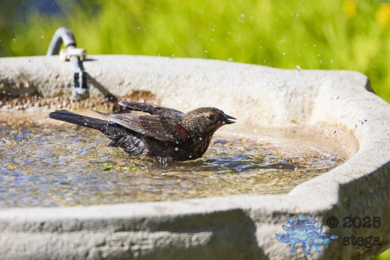 Brown-headed Cowbird