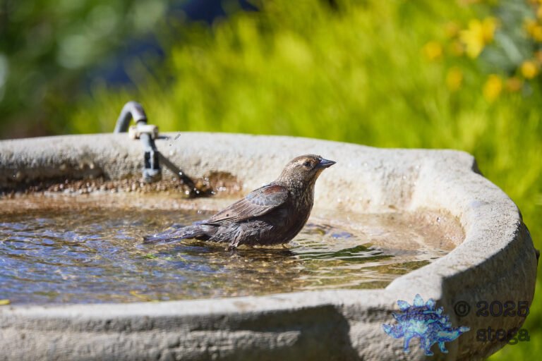 Brown-headed Cowbird