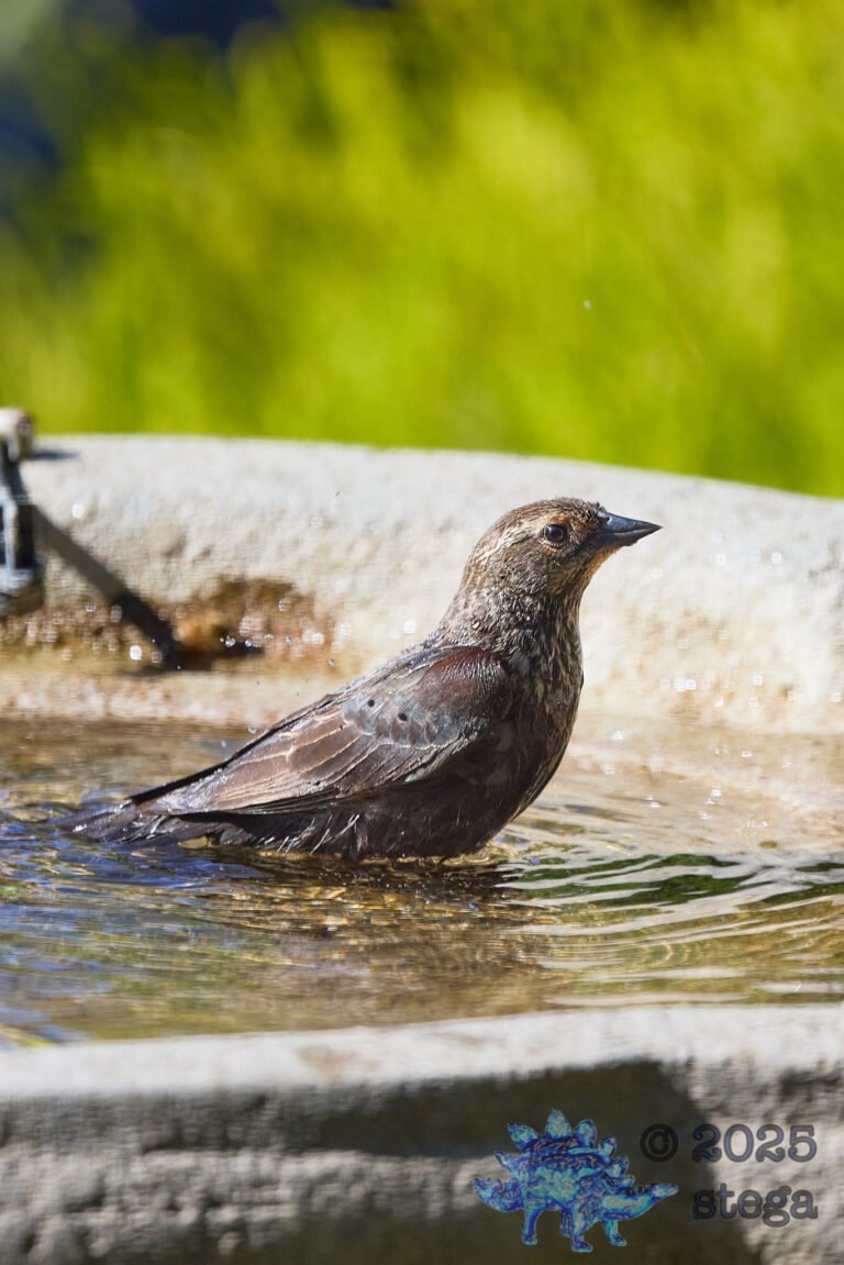 Brown-headed Cowbird