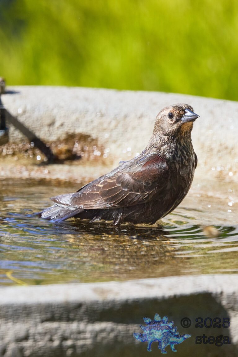 Brown-headed Cowbird