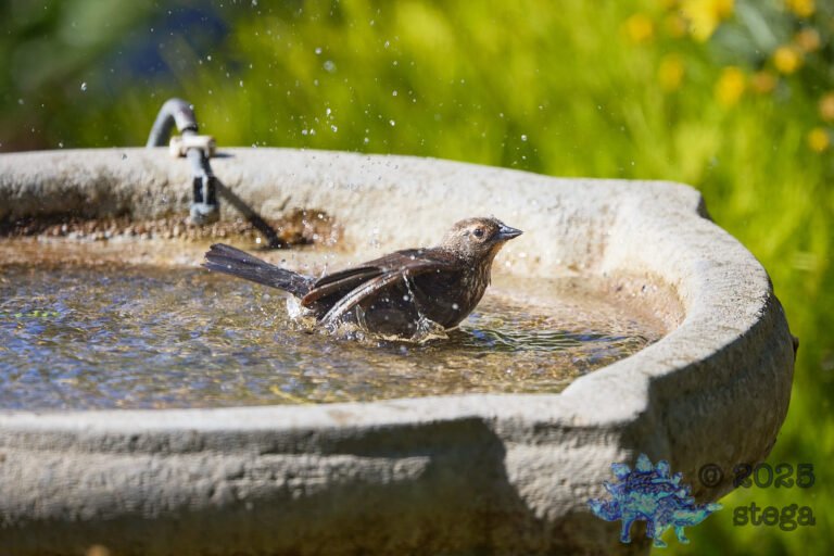 Brown-headed Cowbird
