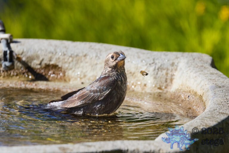 Brown-headed Cowbird