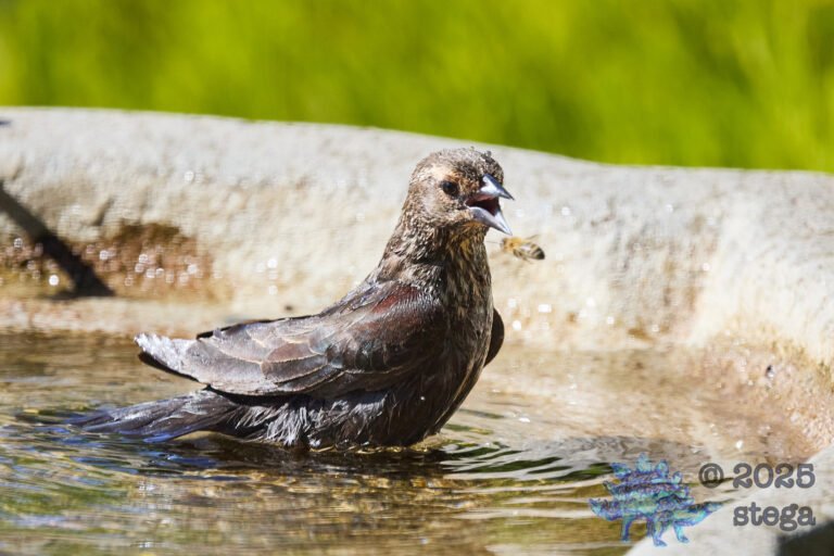 Brown-headed Cowbird