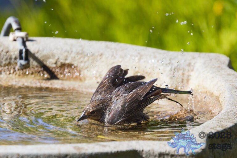 Brown-headed Cowbird
