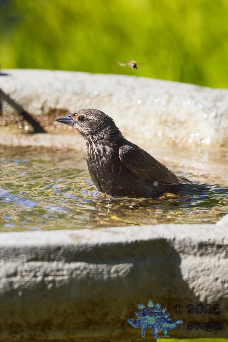 Brown-headed Cowbird