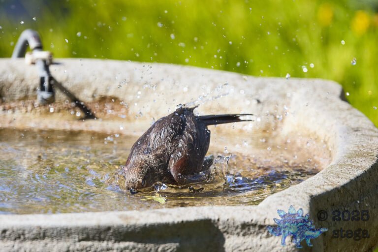 Brown-headed Cowbird